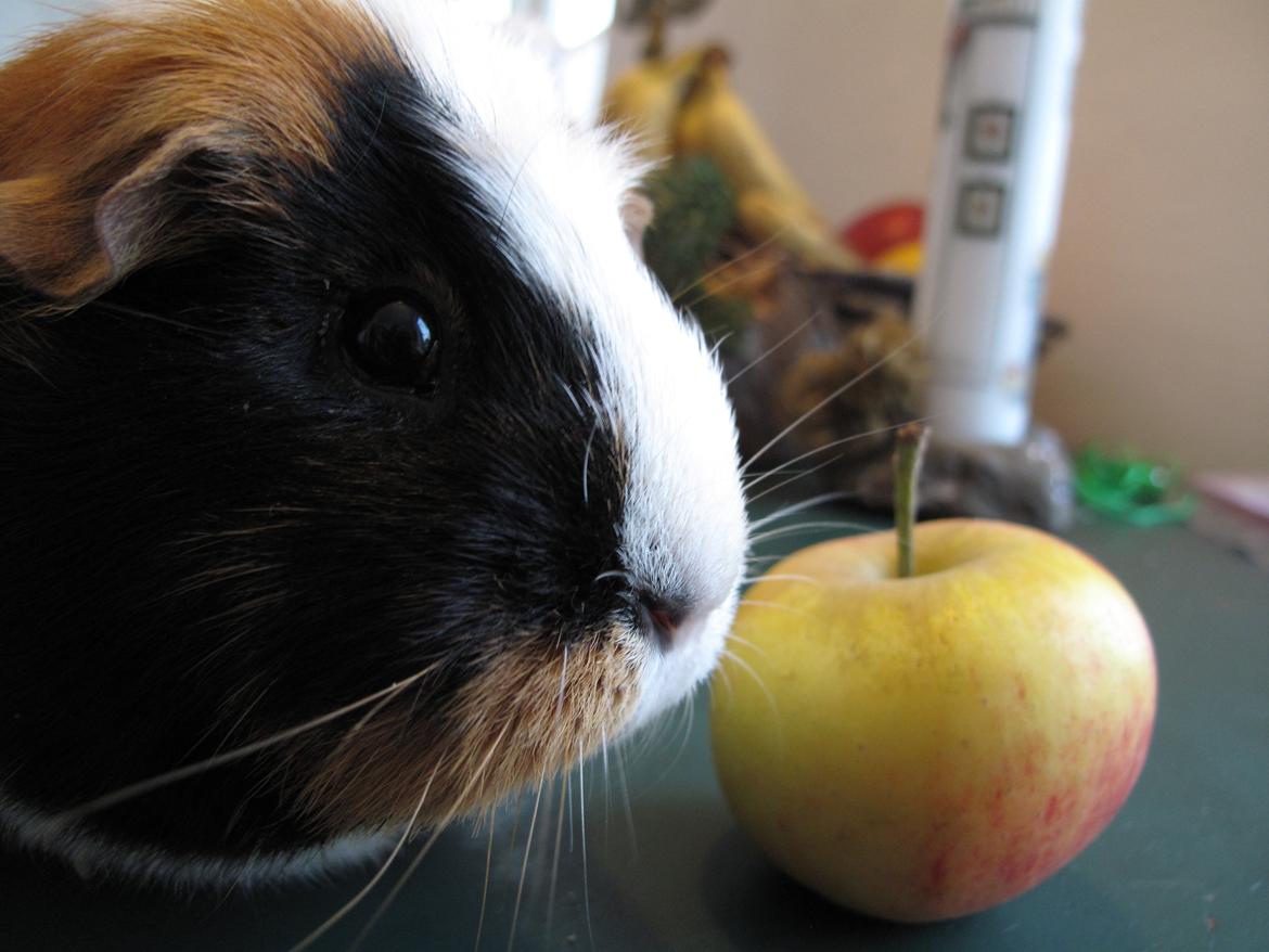 Marsvin Brunpote <3 billede 6