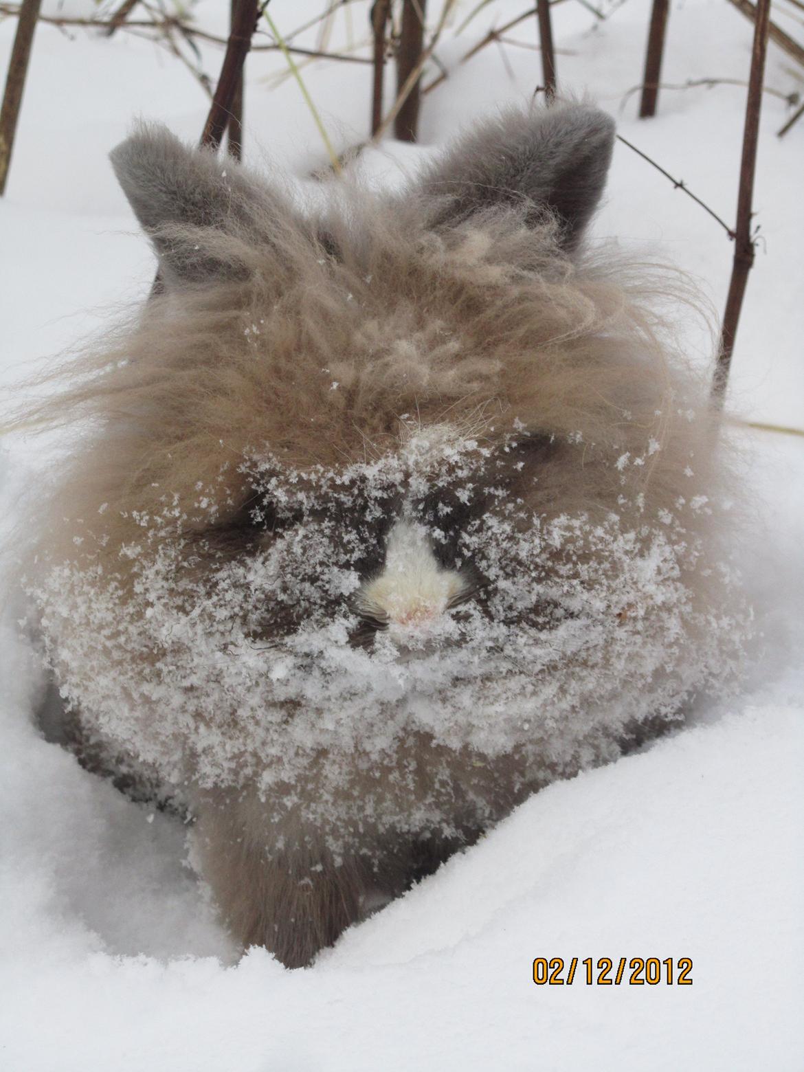 Kanin *Simba* <3 SOLGT - # 4. Min skønne snebamse. 2 dec 2012 billede 4