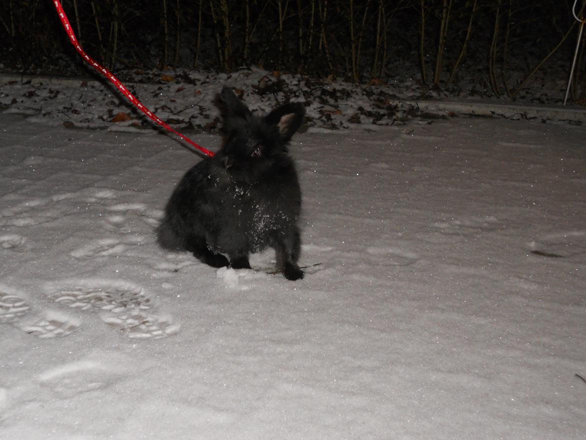 Kanin Fjumse - Min bedste ven †R.I.P.† - Jeg elsker dig!♥♥♥ December 2012! billede 20