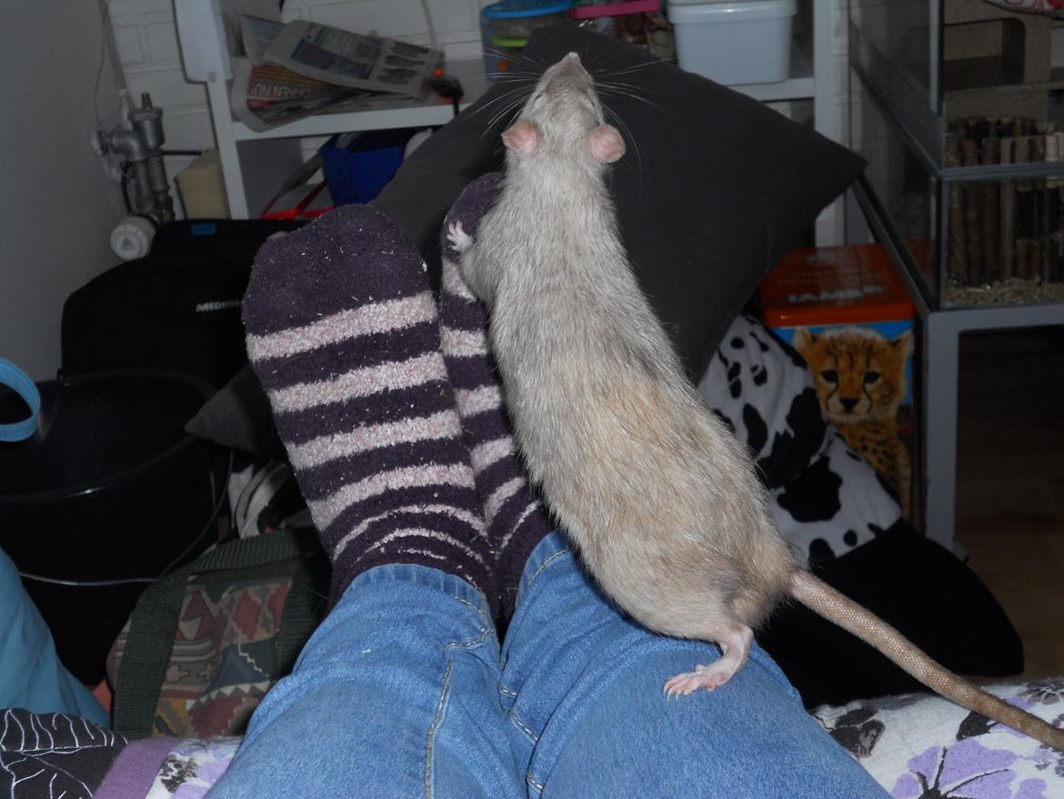 Tamrotte Tintin billede 14