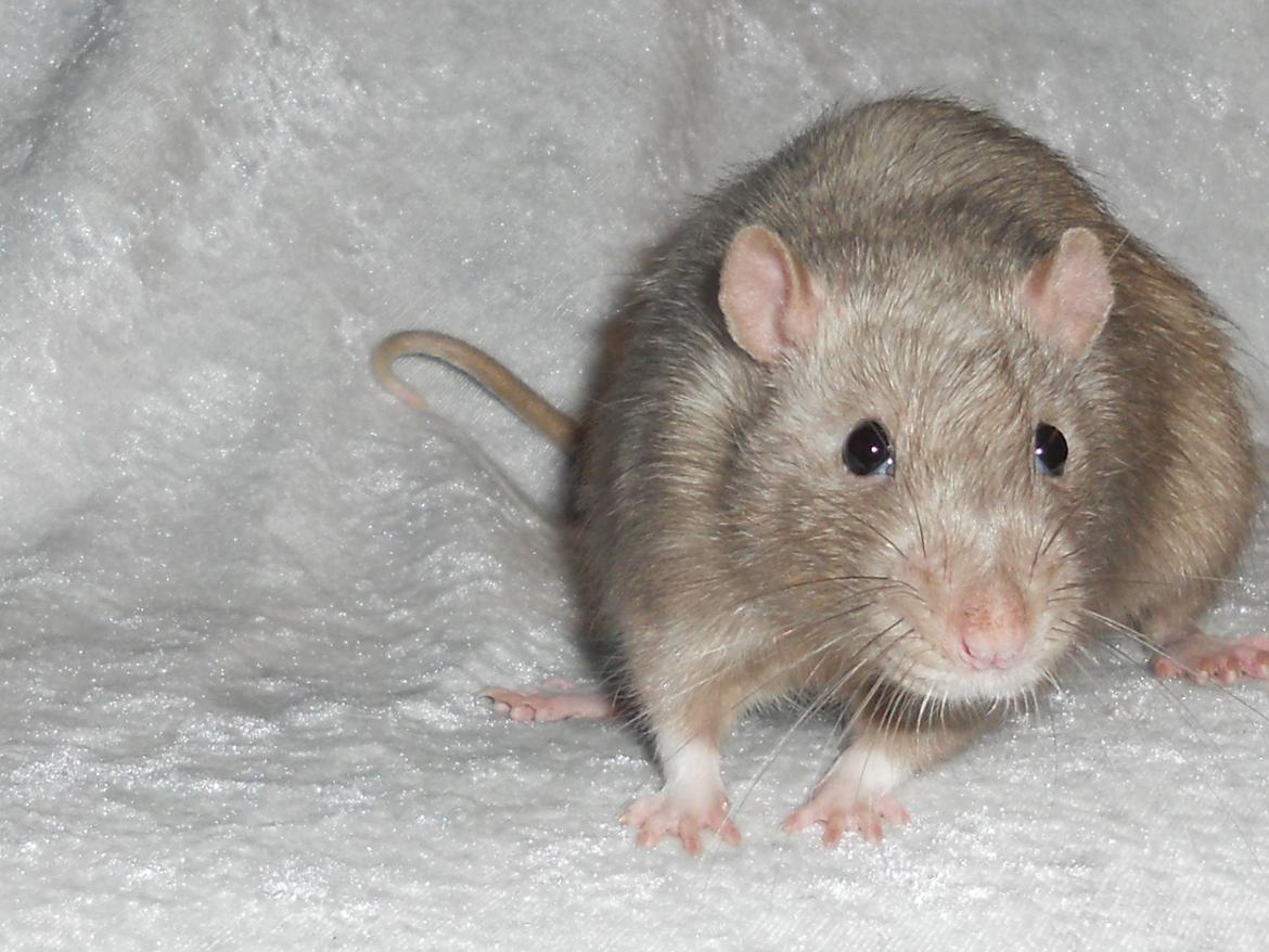 Tamrotte Tintin billede 15