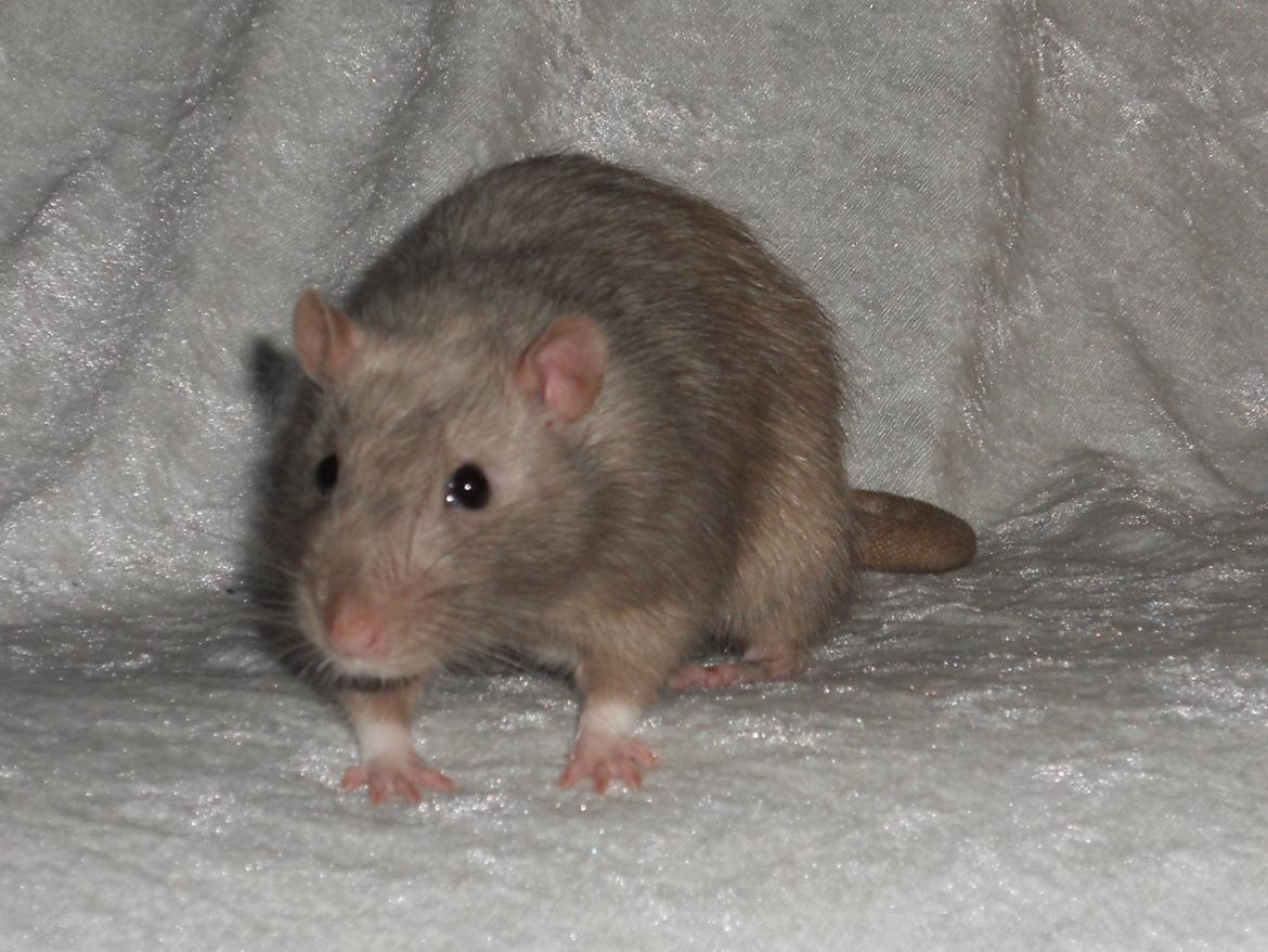 Tamrotte Tintin billede 16