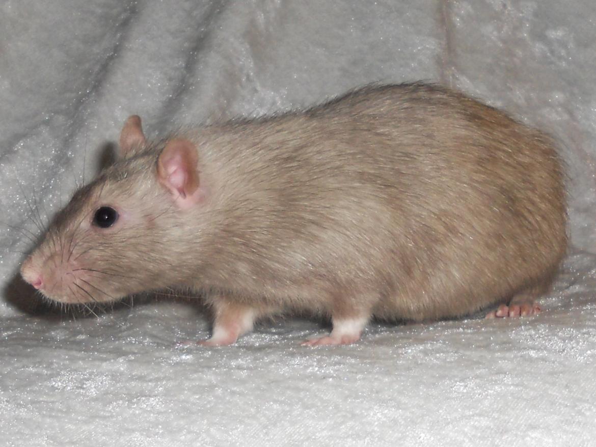 Tamrotte Tintin billede 17