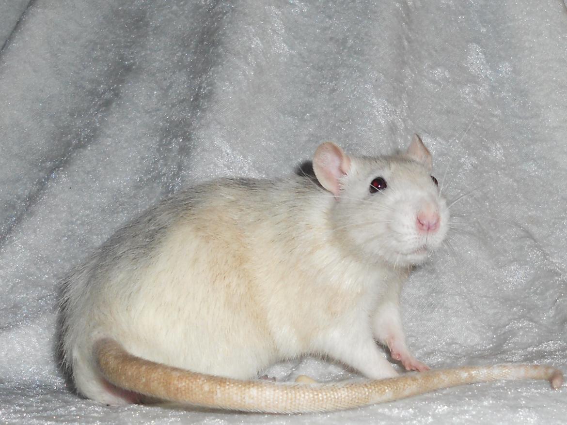 Tamrotte Haddock billede 9