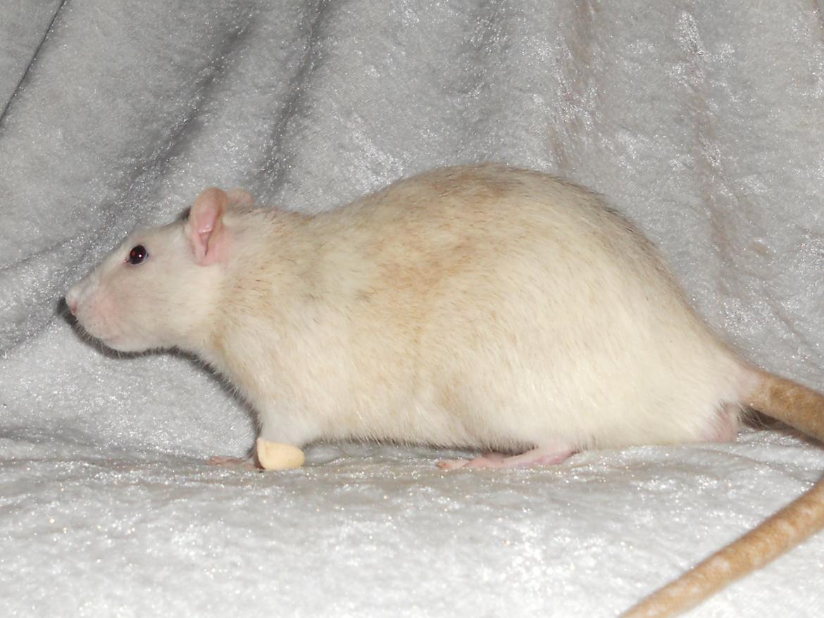 Tamrotte Haddock billede 10