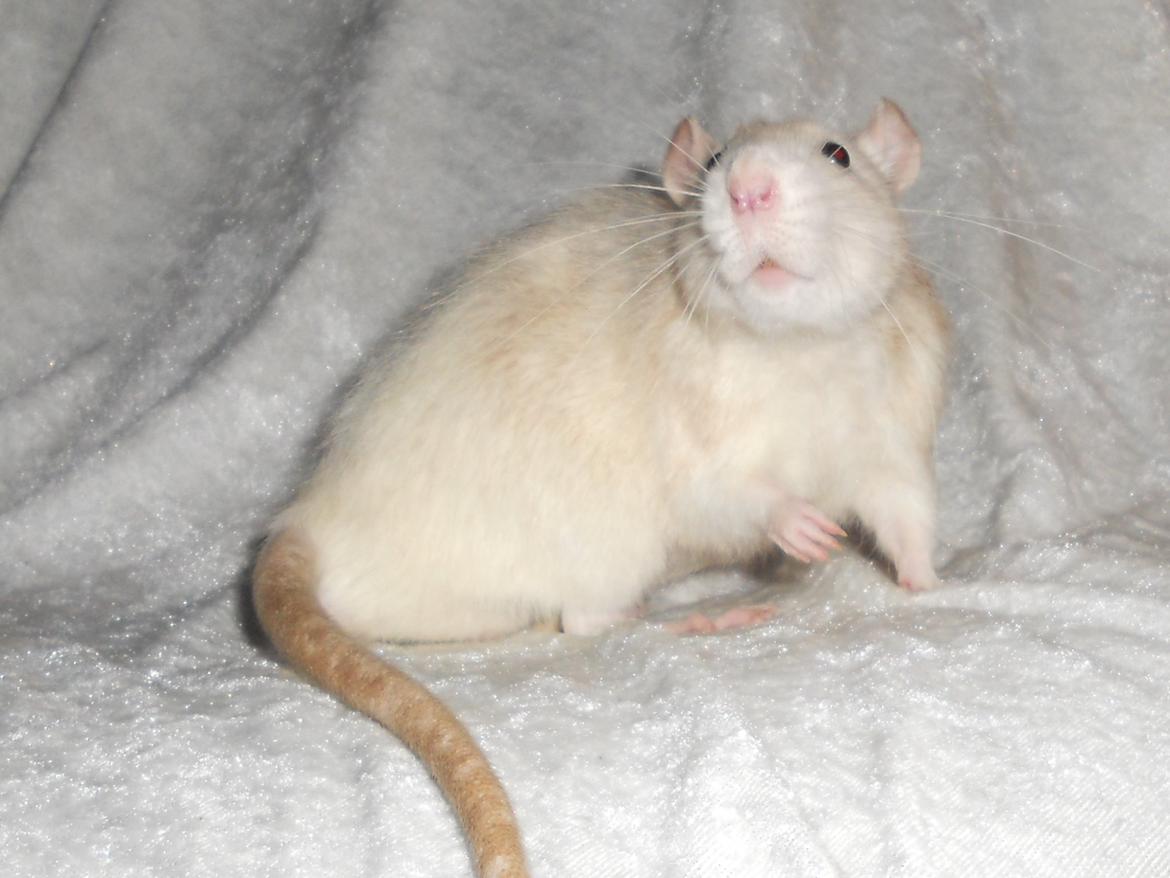 Tamrotte Haddock billede 11