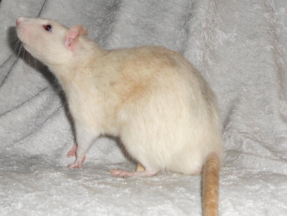 Tamrotte Haddock billede 12