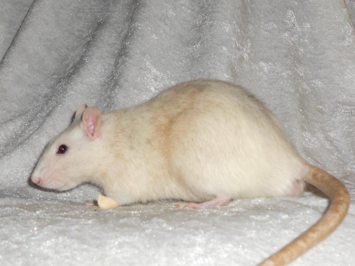 Tamrotte Haddock billede 13