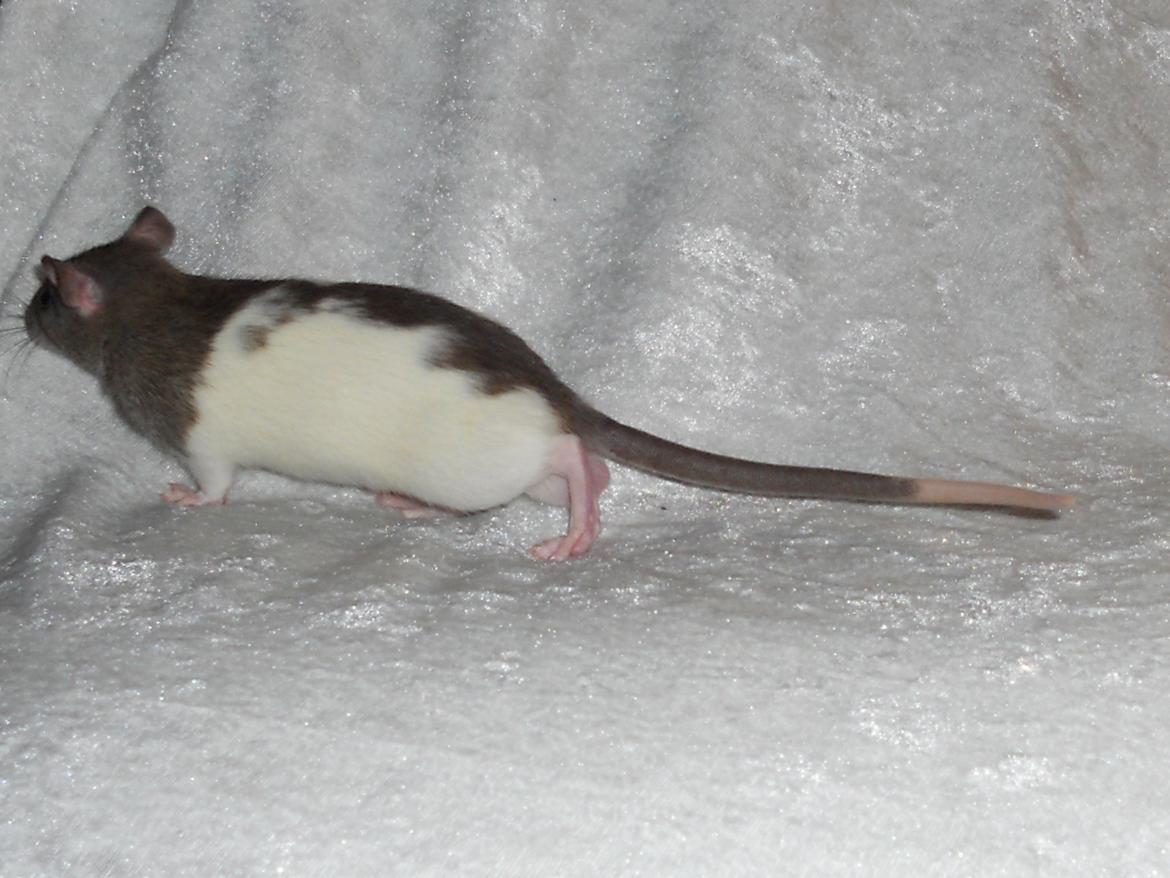 Tamrotte Gilbert billede 1