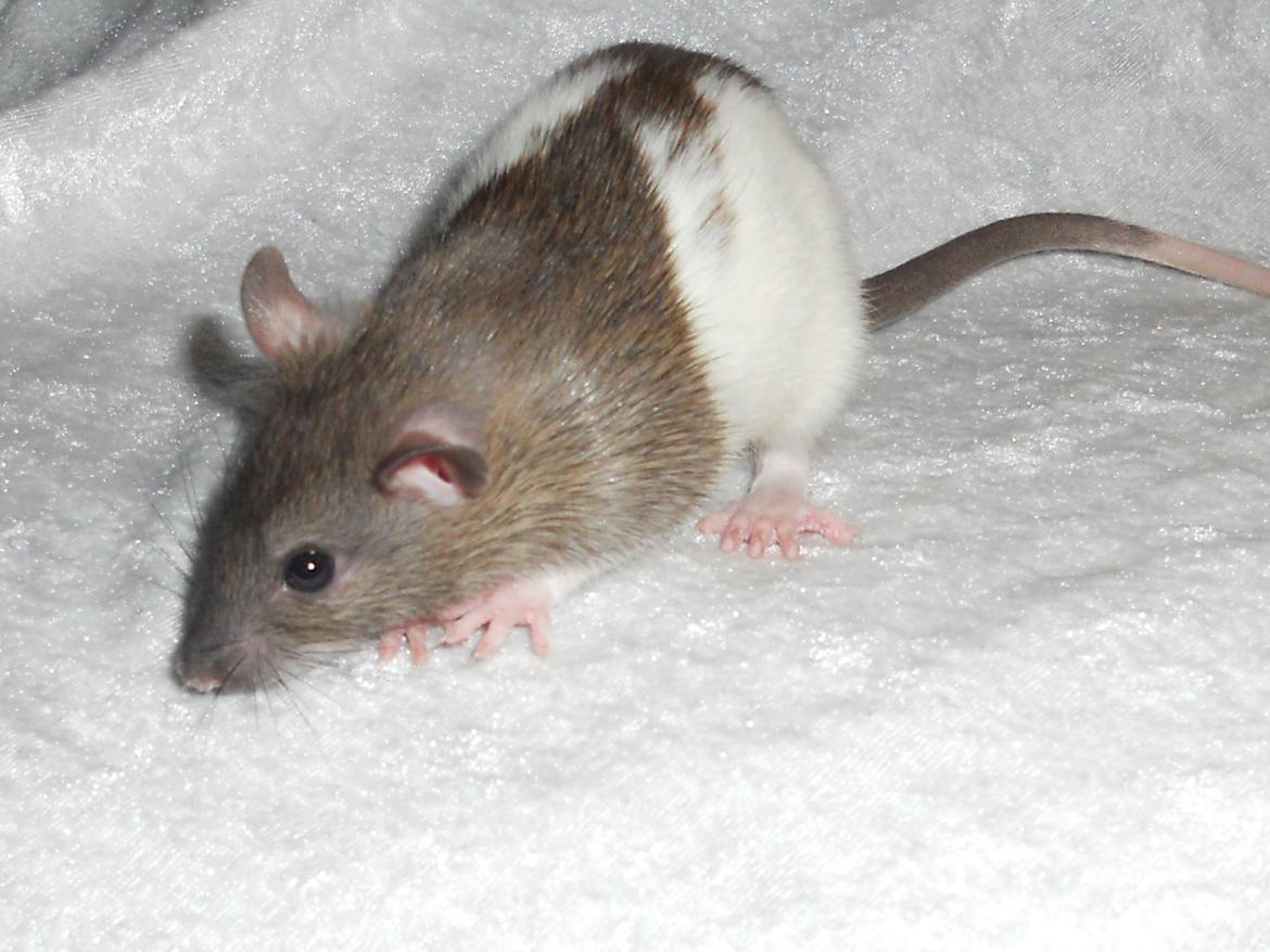 Tamrotte Gilbert billede 2