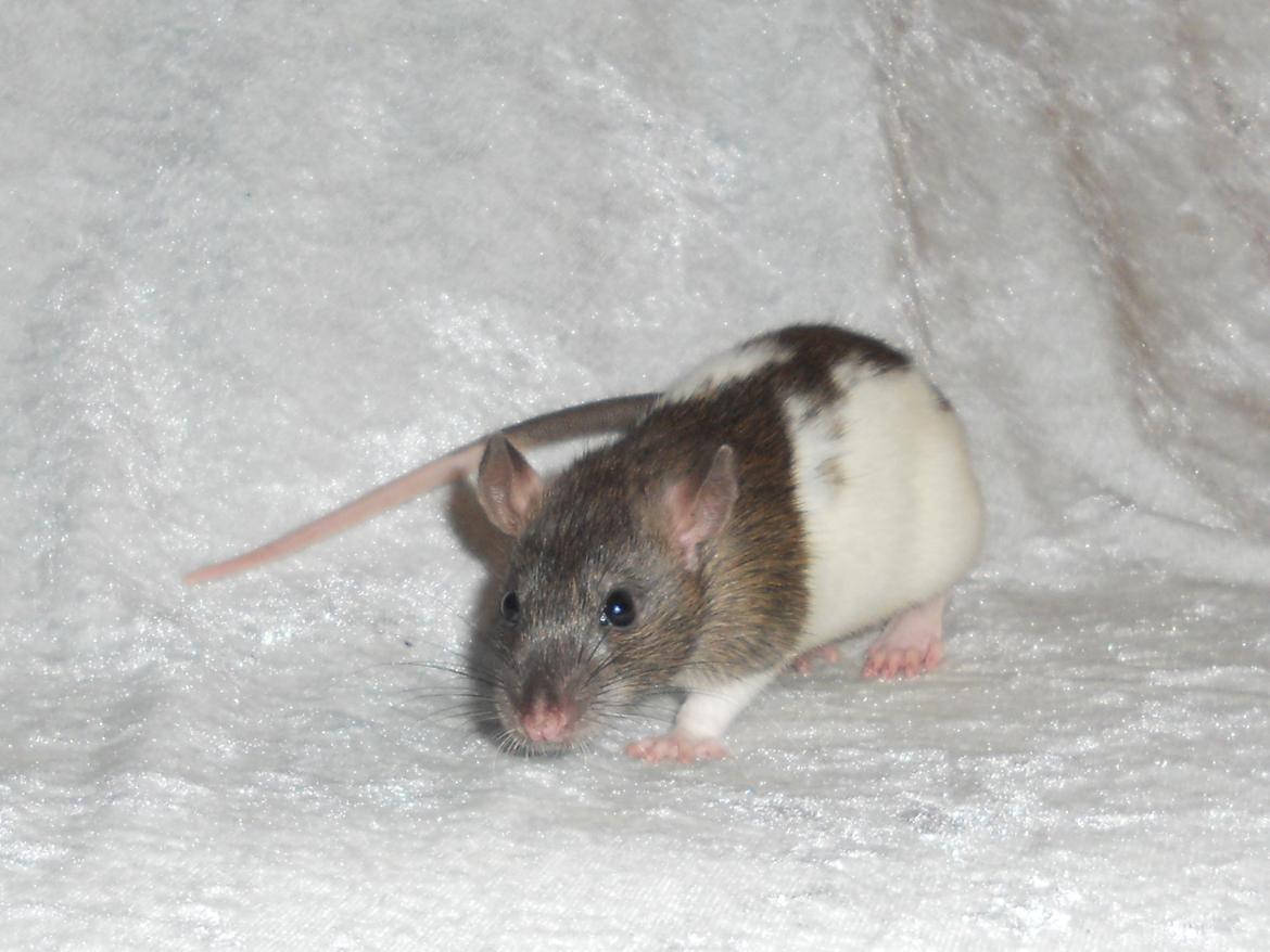 Tamrotte Gilbert billede 3