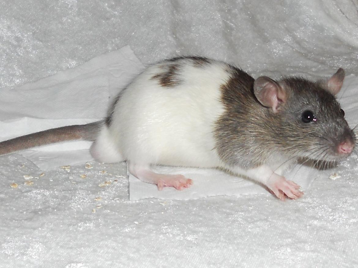 Tamrotte Gilbert billede 4