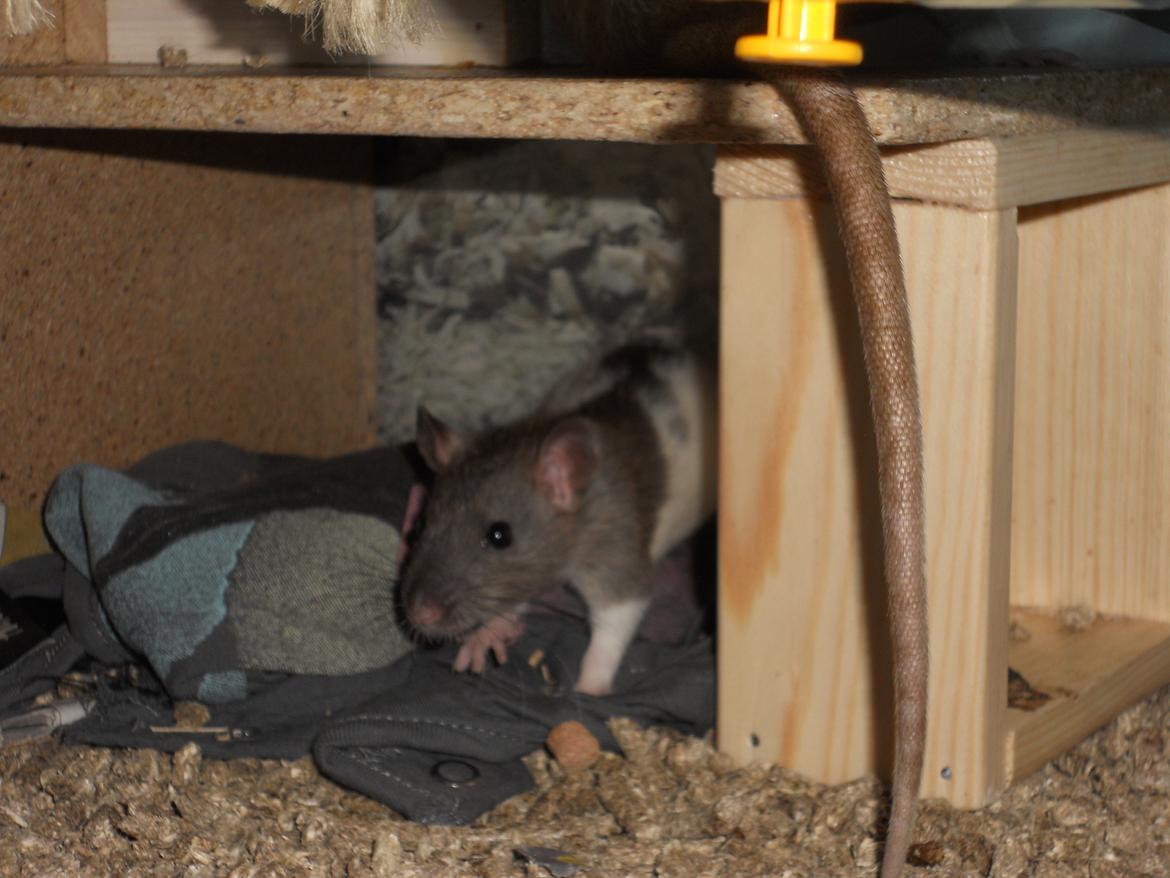 Tamrotte Gilbert - Meget genert ...  :'-) //Lige kommet hjem fra avler.// billede 5