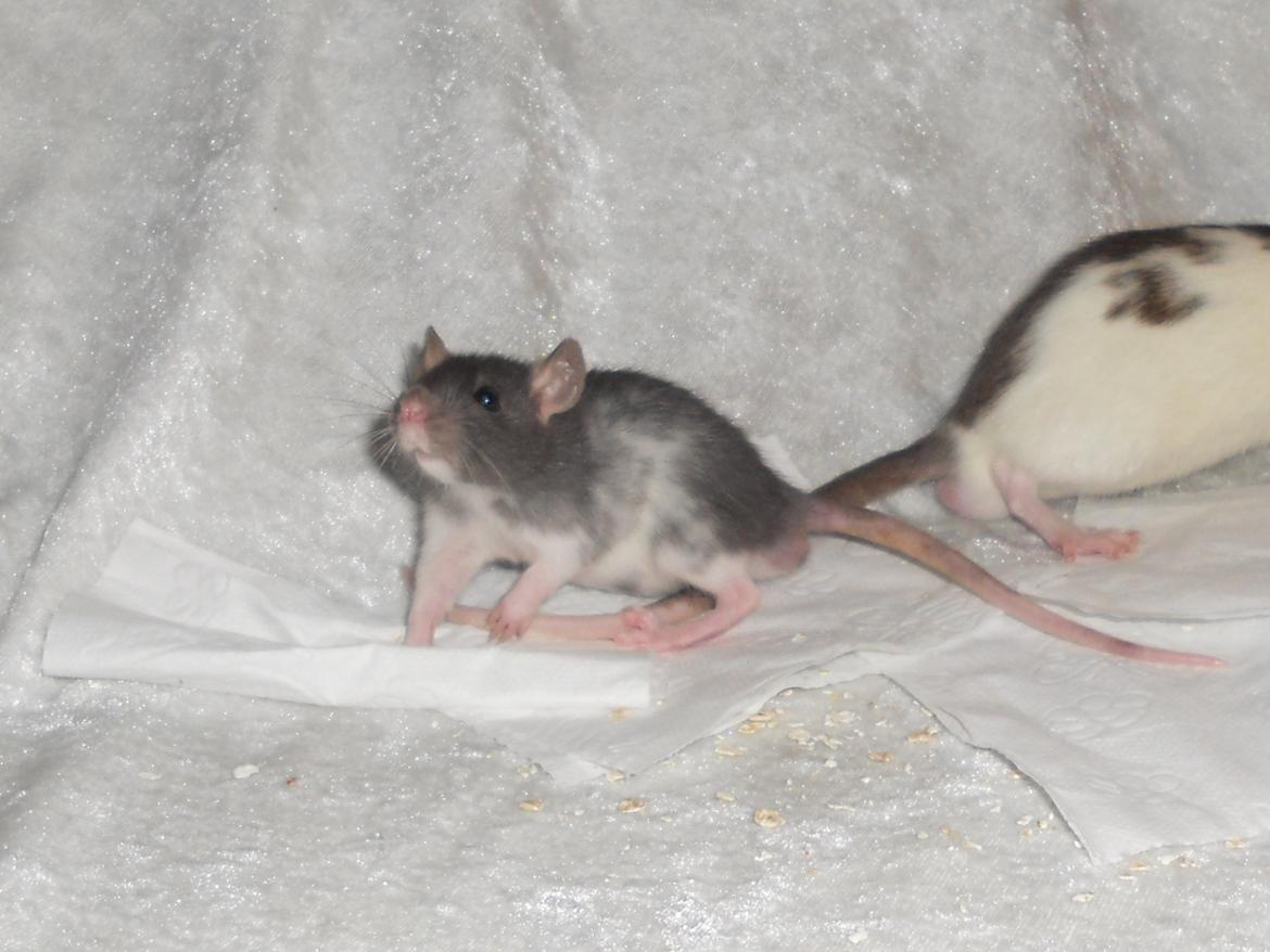 Tamrotte Gustav billede 1