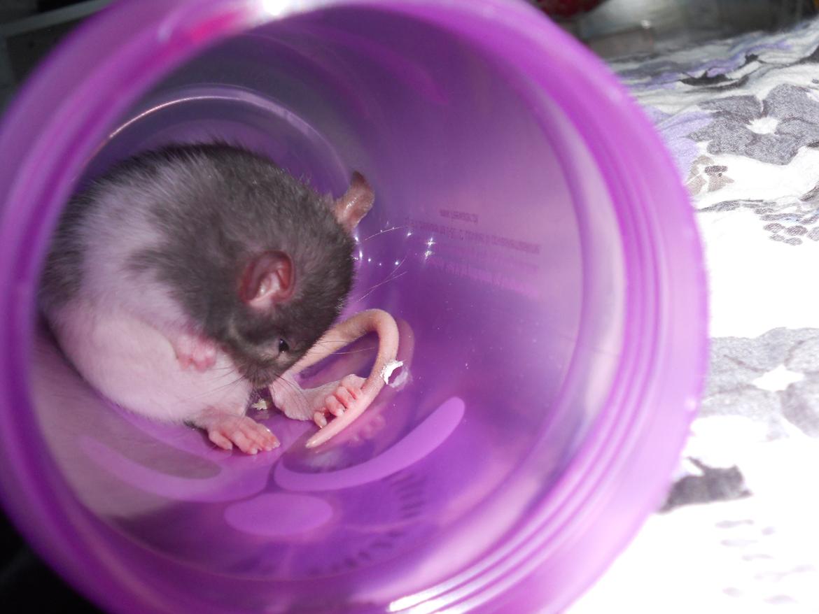 Tamrotte Gustav - Den lille havde lige mødt kæmperne ... billede 2