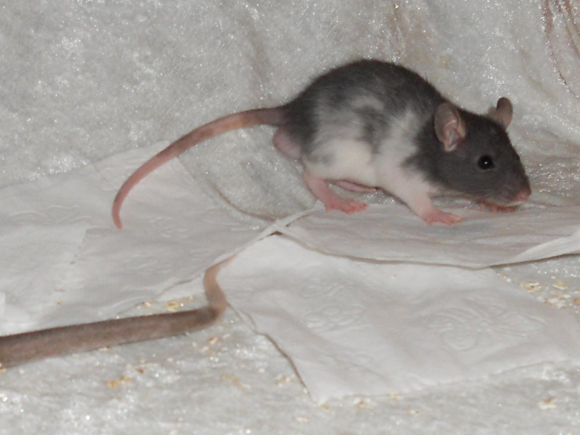 Tamrotte Gustav billede 3