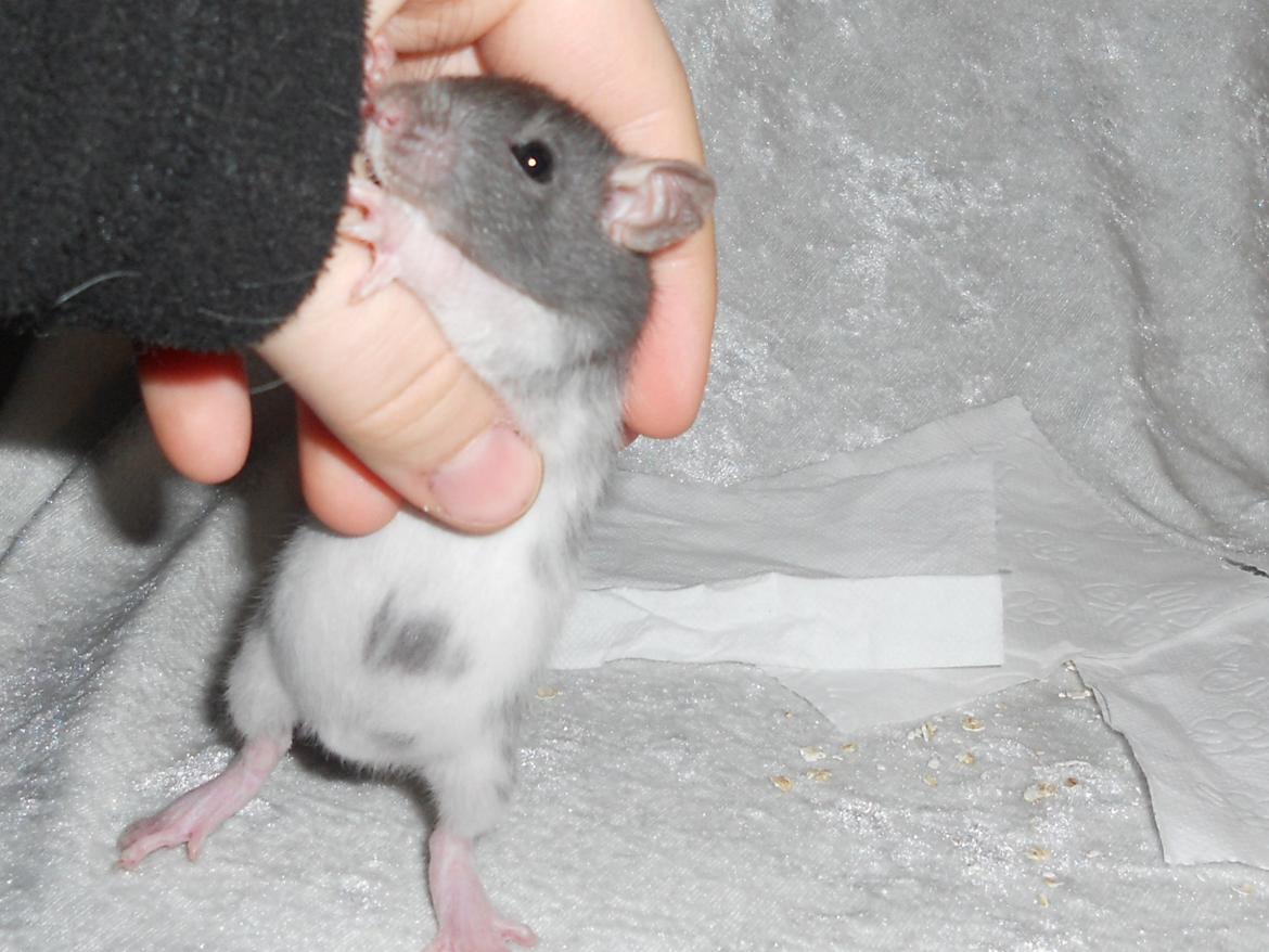 Tamrotte Gustav billede 4