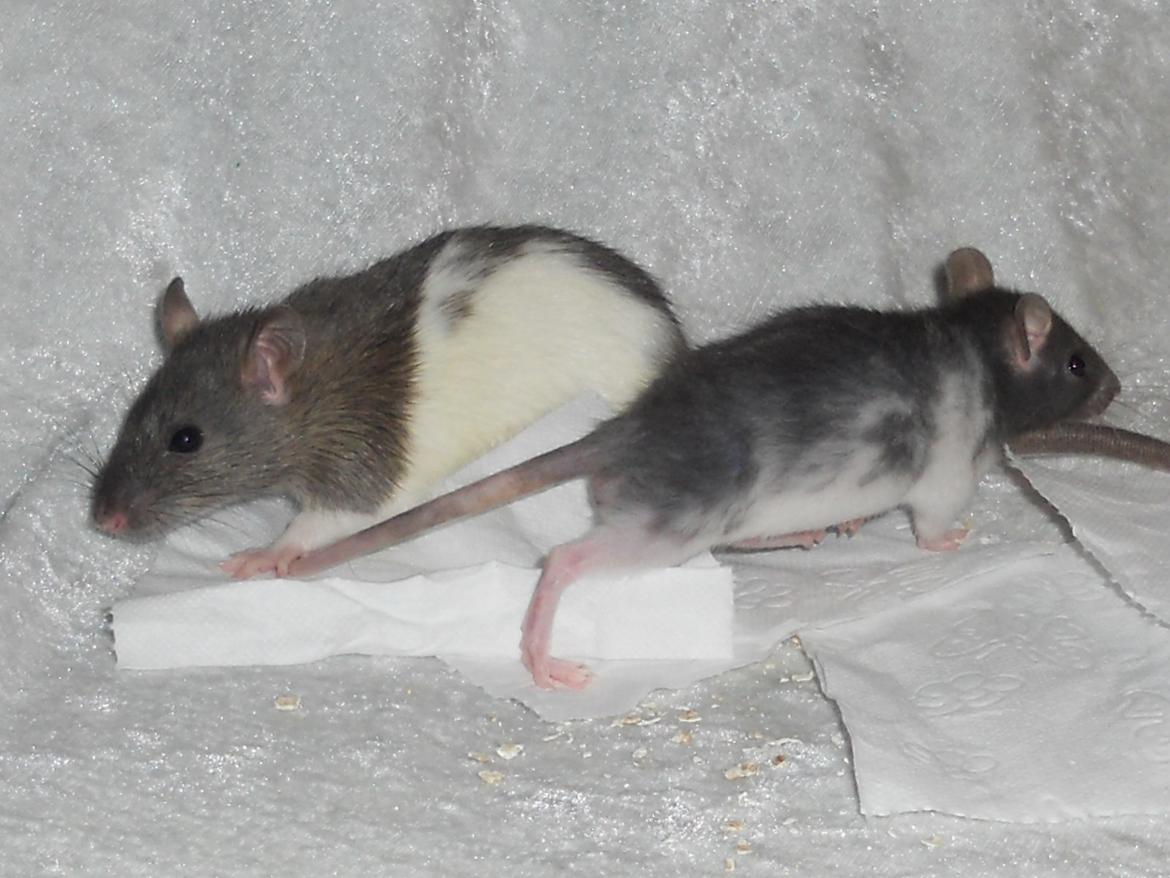 Tamrotte Gustav billede 5