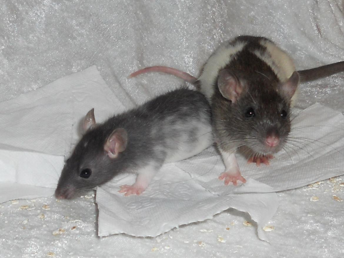 Tamrotte Gustav billede 6