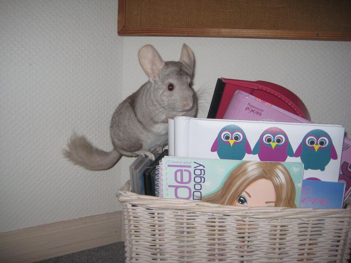 Chinchilla Putte billede 6