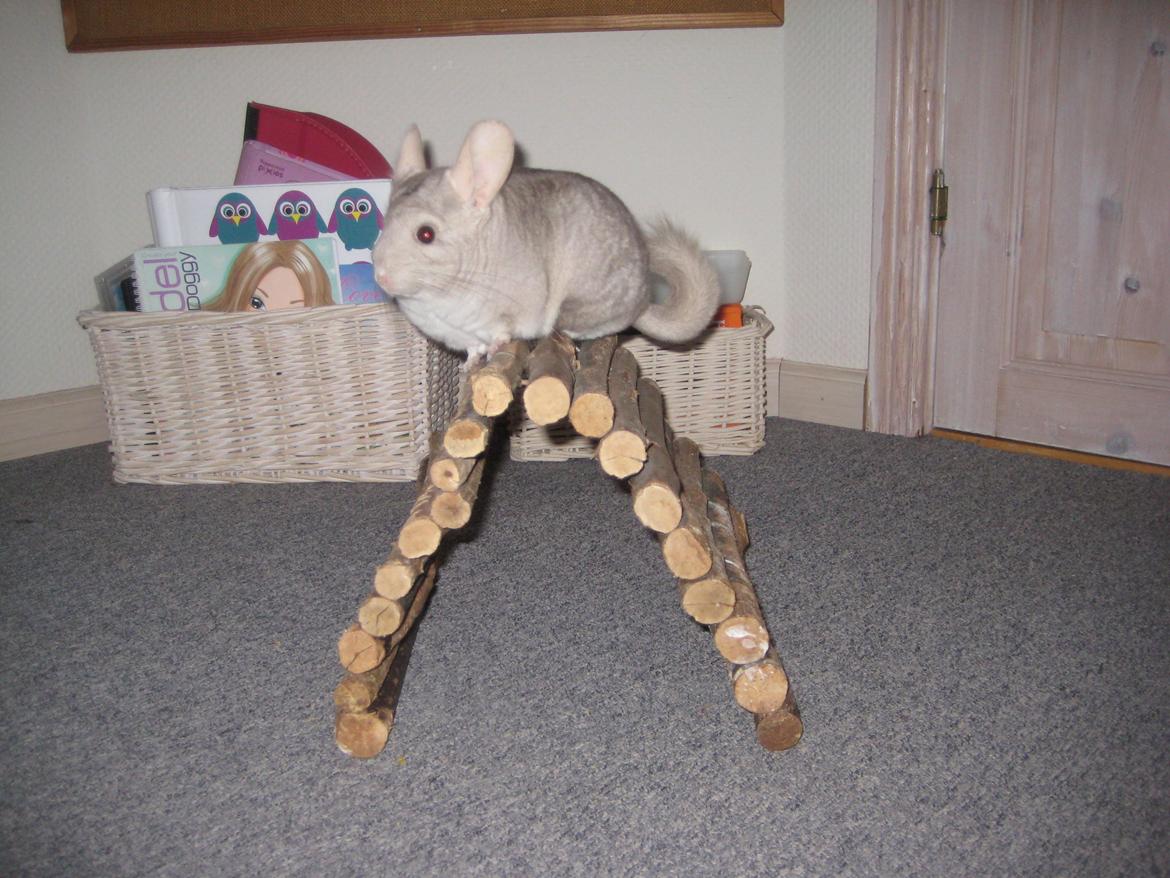 Chinchilla Putte billede 11