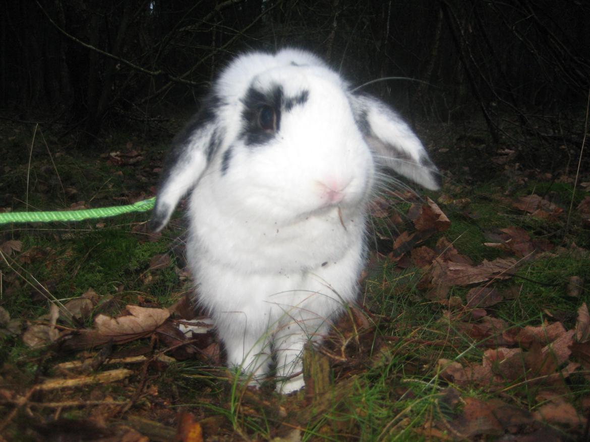 Kanin Hr. Olsen. - Hr. Olsen i skoven :D  billede 7