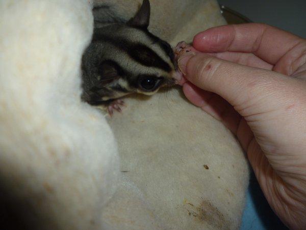 Sugar glider | Liam billede 6