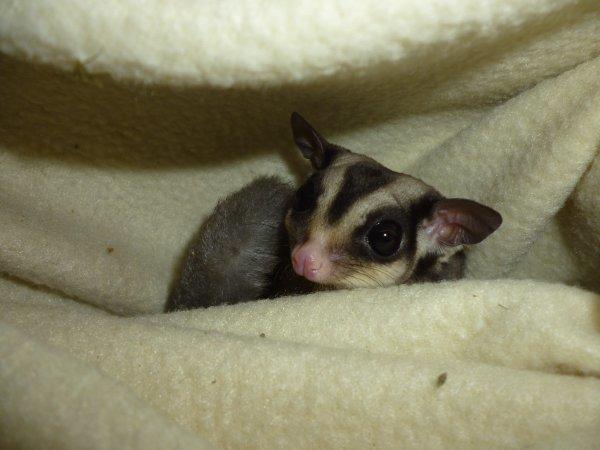 Sugar glider | Liam billede 7