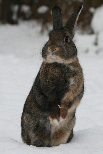 Kanin Flora Narcissus (Noah) billede 15