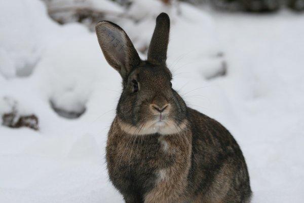 Kanin Flora Narcissus (Noah) billede 16