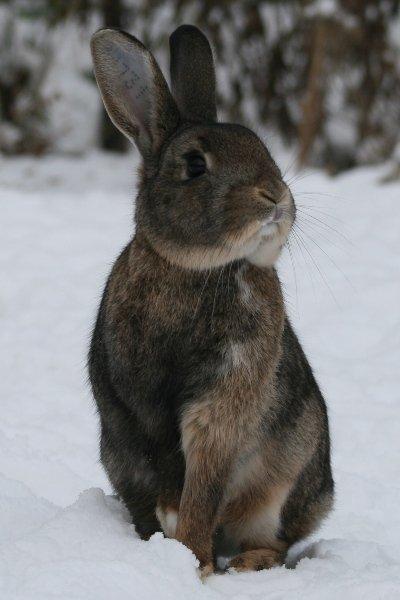 Kanin Flora Narcissus (Noah) billede 17