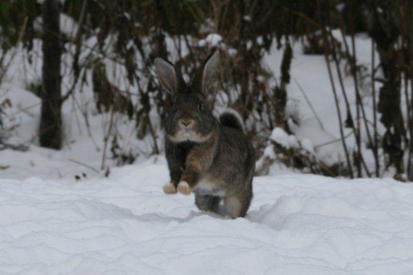 Kanin Flora Narcissus (Noah) billede 18
