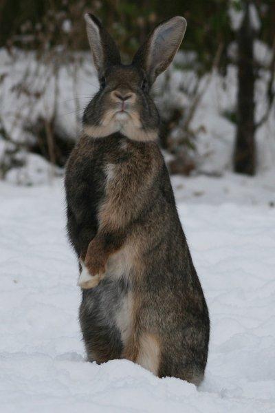 Kanin Flora Narcissus (Noah) billede 19