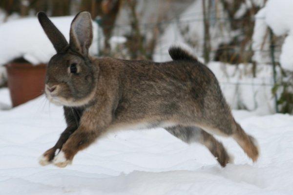 Kanin Flora Narcissus (Noah) billede 20