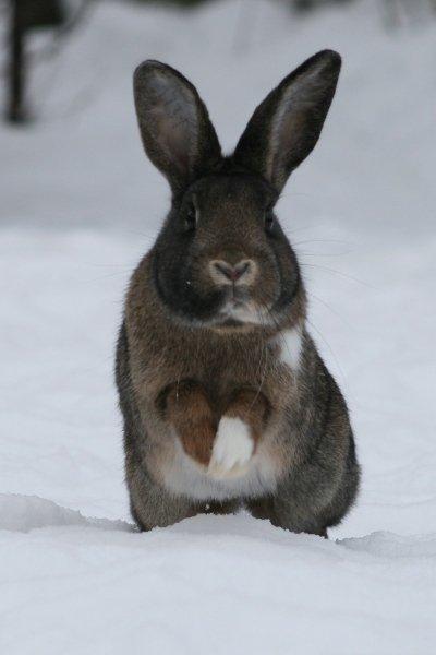 Kanin Flora Neotinea billede 16