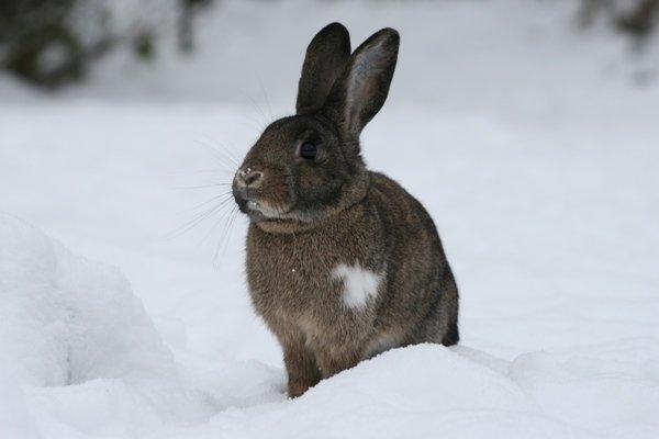 Kanin Flora Neotinea billede 17