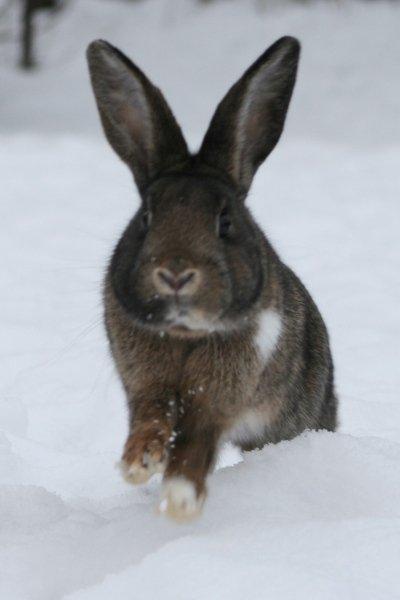 Kanin Flora Neotinea billede 18