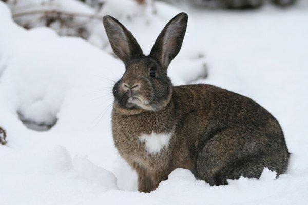 Kanin Flora Neotinea billede 19