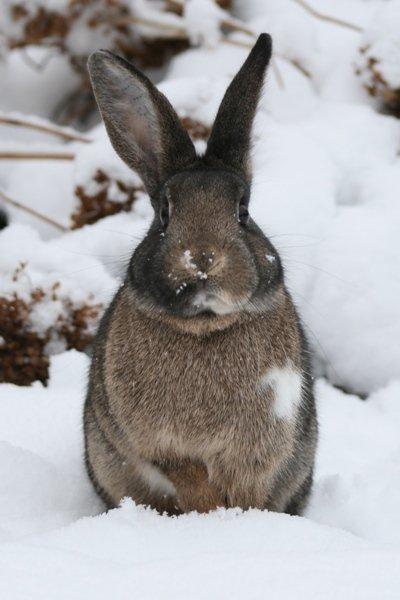 Kanin Flora Neotinea billede 20