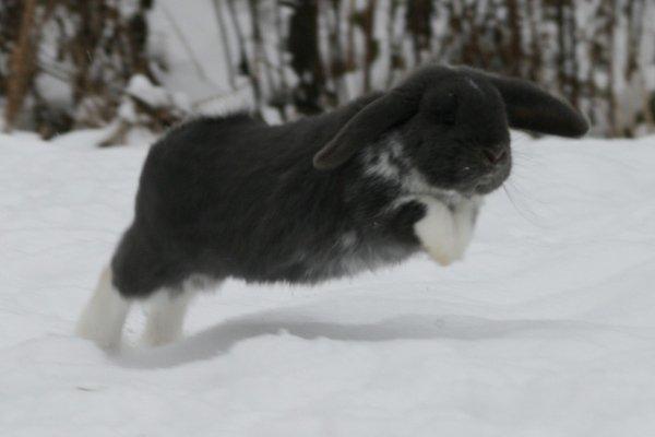 Kanin Flora Raps billede 15