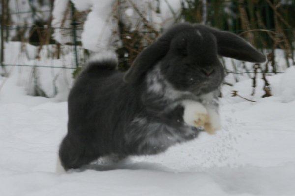 Kanin Flora Raps billede 16