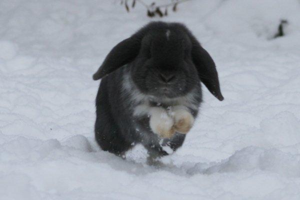 Kanin Flora Raps billede 17