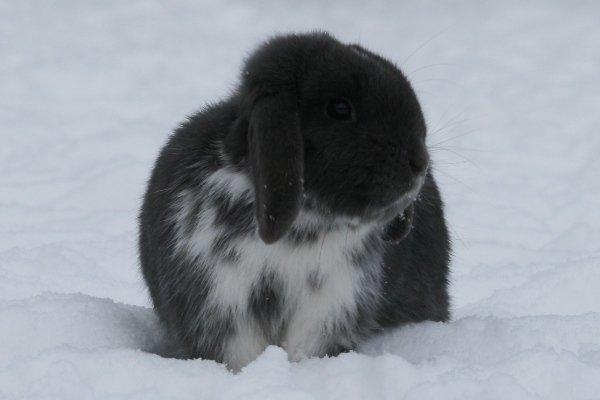 Kanin Flora Raps billede 18