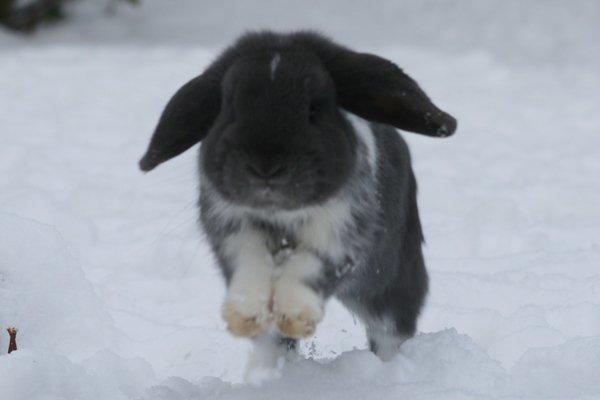 Kanin Flora Raps billede 19