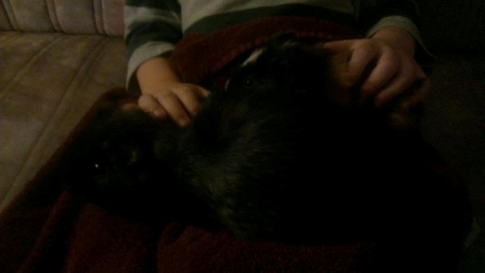 Marsvin gyldengrød - gyldengrød med sin ven pyrus oppe ved min søn :-) billede 1