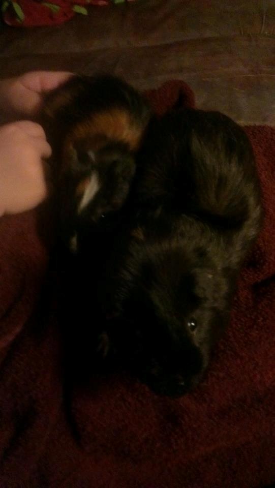 Marsvin gyldengrød billede 2