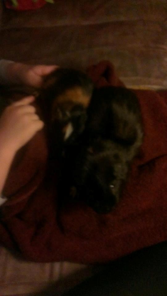 Marsvin gyldengrød billede 3