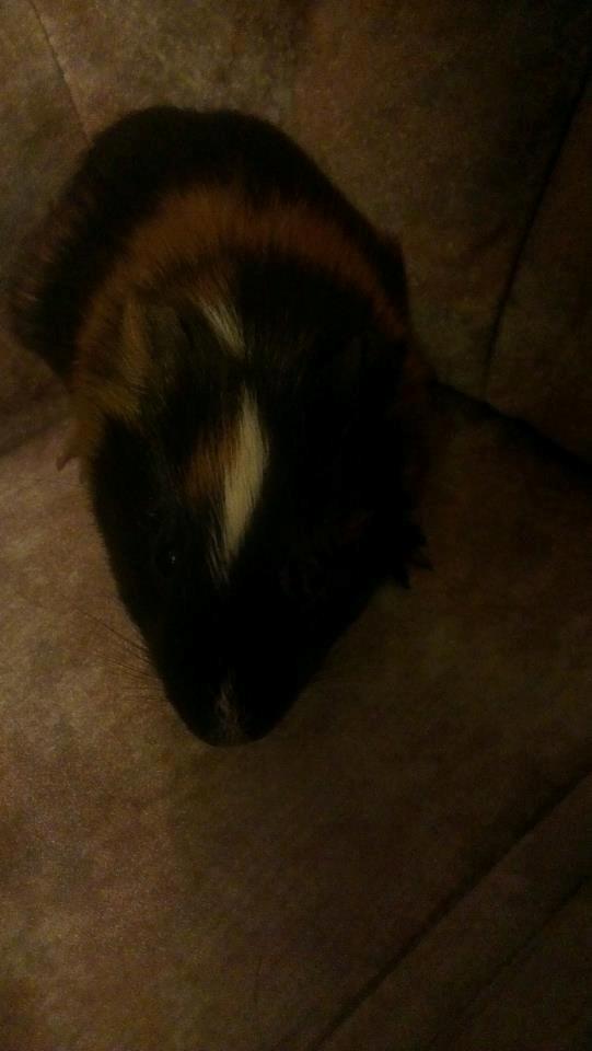 Marsvin gyldengrød - den lille smukke fyr billede 4