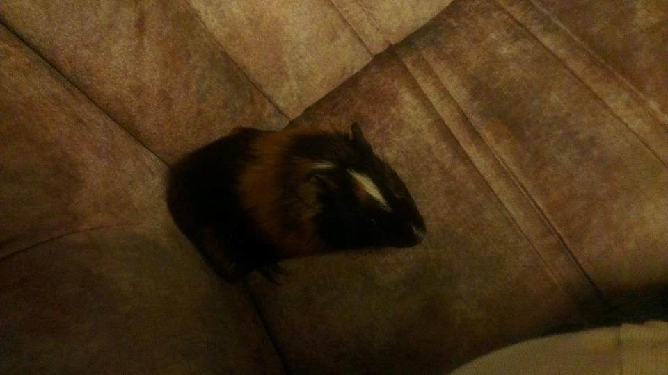 Marsvin gyldengrød billede 5