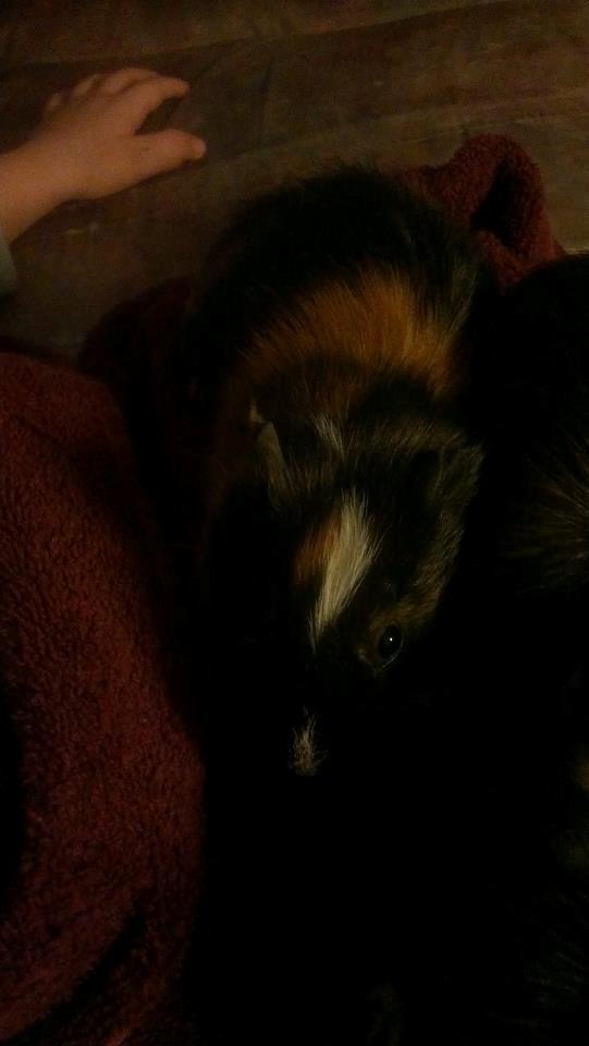 Marsvin gyldengrød billede 6